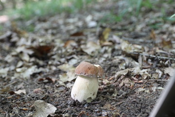Mushroom in the forest, photo Czech Republic, Europe