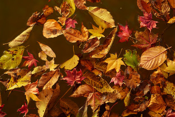 Obraz premium 紅葉