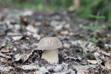 Mushroom in the forest, photo Czech Republic, Europe