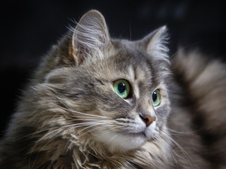 Cat portrait closeup