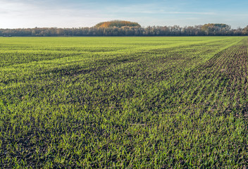 Dutch landscape with recently sown grass in long rows growing in crumbled earth