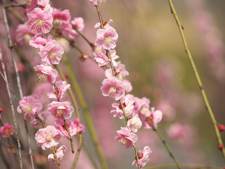 梅の花・春の誘い