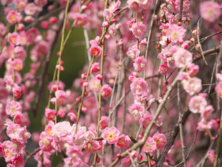 梅の花・春の誘い