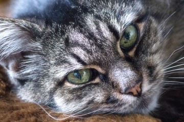 Cat portrait closeup