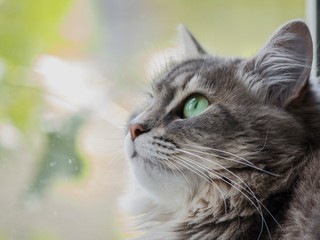 Cat portrait closeup