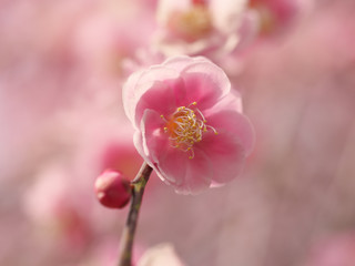 梅の花・春の誘い