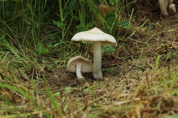 Mushrooms in the forest, photo Czech republic, Europe