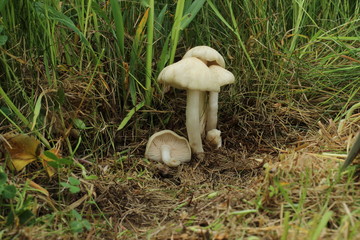 Mushrooms in the forest, photo Czech republic, Europe
