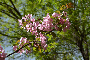 Apple tree bloom in spring. Malus Niedzwetzkyana. Branch with delicate pink flowers.