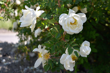 Blooming rose bush with white fragrant flowers. City greening in Russia.