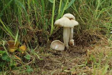 Mushrooms in the forest, photo Czech republic, Europe