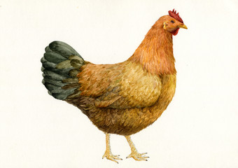 닭 / chicken / hen