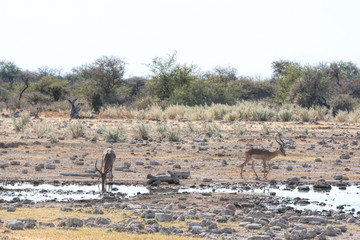 Fototapeta na wymiar impala in namibia