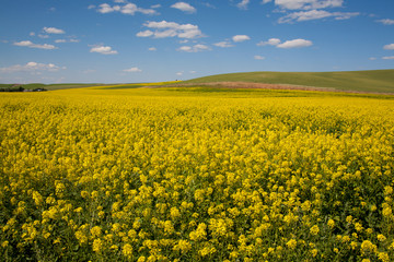 Fototapeta premium yellow rape field