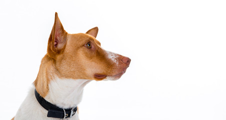 sweet red and white dog