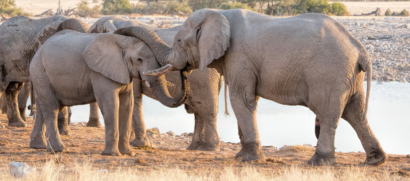 elephants in Namibia