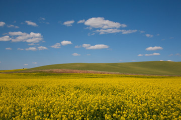 Obraz premium yellow field of oilseed rape