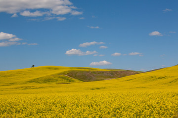 yellow rape field and blue sky