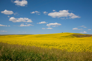 Fototapeta premium yellow rape field and blue sky