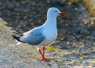 Seagull on the Breakwall