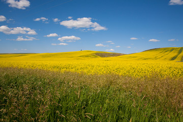 Fototapeta premium yellow field and blue sky