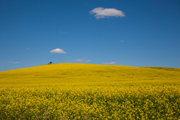 Obraz premium yellow rape field and blue sky