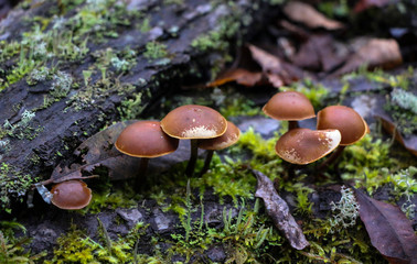 Mushrooms toadstools. bright small poisonous mushrooms toadstool group psilocybin.