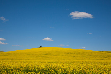 Obraz premium yellow rape field and blue sky