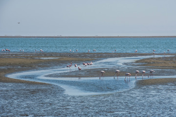 flamingos in Namibia