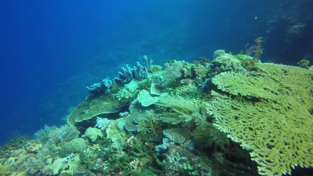 Coral reef underwater 
