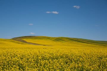 field of oilseed rape