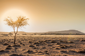 acacias and sunrise in the Namib desert
