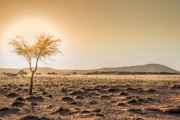 Poster acacia& 39 s en zonsopgang in de Namib-woestijn © NJ