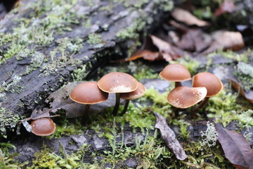 Mushrooms toadstools. bright small poisonous mushrooms toadstool group psilocybin.