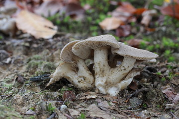 Mushroom in the forest, photo Czech Republic, Europe