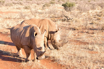 Naklejka premium Nosorożec biały w Namibii