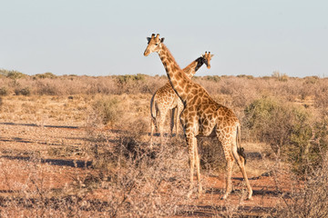 Giraffes in Namibia