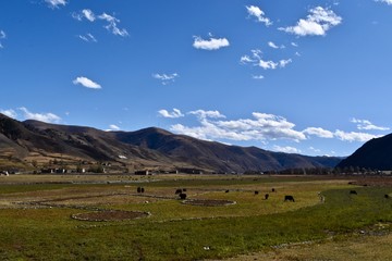 Pastures at high altitude in Sichuan, China. 