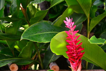flower on a background of Green