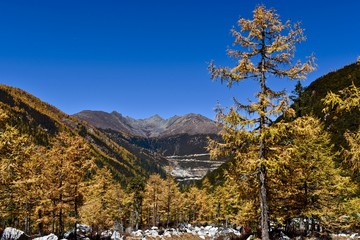 Autumn forest in Daocheng Yading Nature Reserve, Sichuan, China.