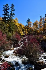 Autumn forest and river in Daocheng Yading Nature Reserve, Sichuan, China.