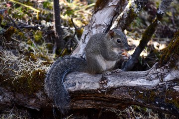 Squirrel in Daocheng Yading Nature Reserve, Sichuan, China