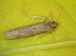 Carob moth, Ectomyelois ceratoniae (Lepidoptera: Pyralidae) is the dangerous pest of citrus, figs...