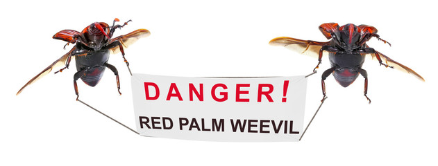 Red palm weevil (Rhynchophorus ferrugineus) with banner. Red palm weevil is a one of the main pest...