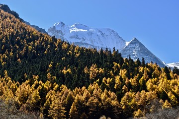 Autumn colored pines and Mt. Chenrezig (6025m) in the background, Daocheng Yading Nature Reserve, Sichuan, China