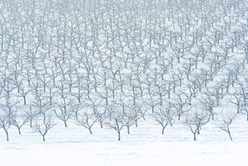 Orchard, winter