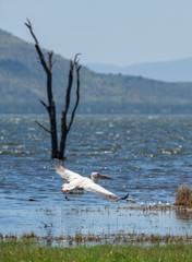 a flying pelican
