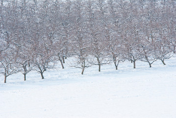 Orchard, winter