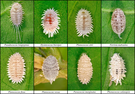 Mealybugs, Scale Insects (Hemiptera: Pseudococcidae) are one of major pests of subtropical plants in Mediterranean Region