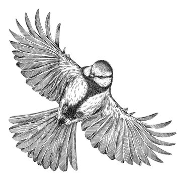black and white engrave isolated tit illustration